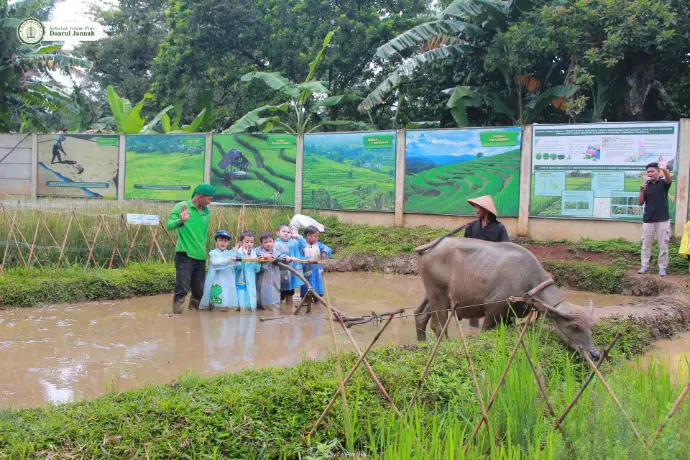 membajak sawah dengan kerbau bersama Teman-teman